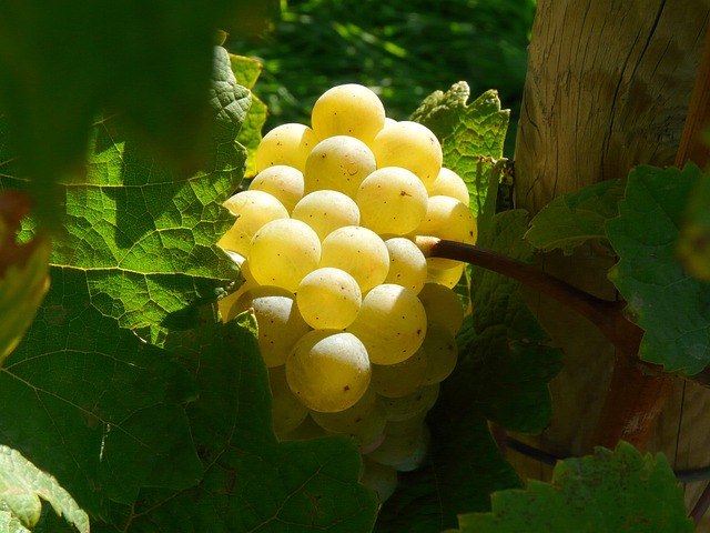 Objavte neznáme chute sladkých dezertných vín